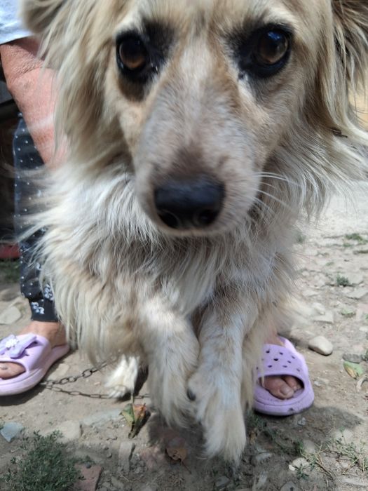 Catelusa maya 4 anj gratis ferastrau