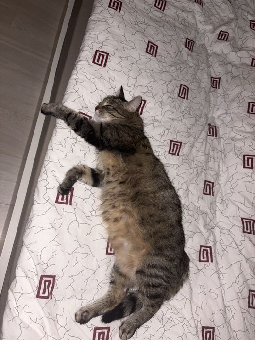 Срочно нужен дом кошке