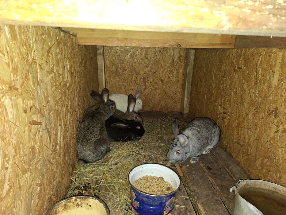 Продам кроликов разного возраста.