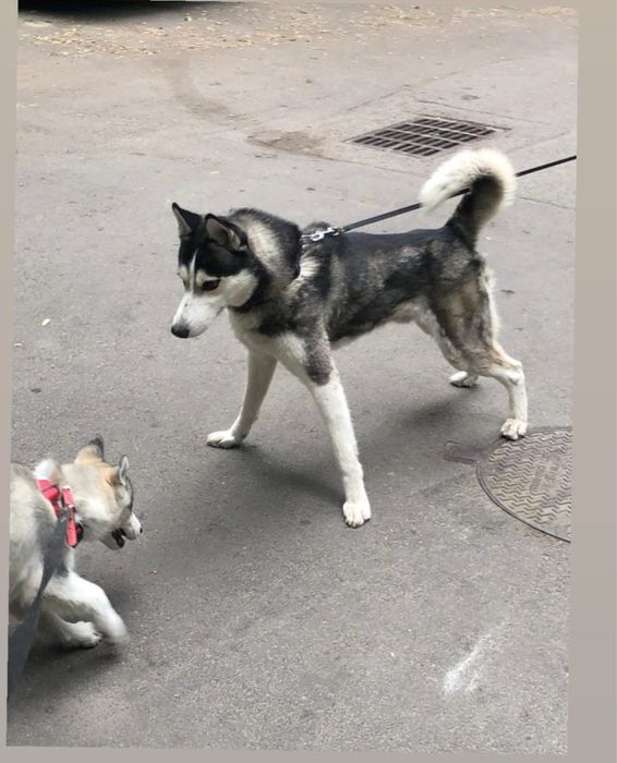 Сибирский Хаски вязка
