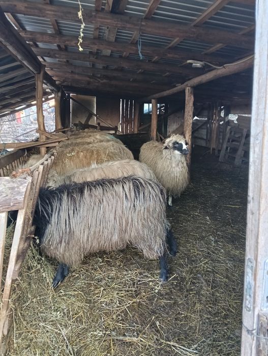 Vând oi tinere cu miei