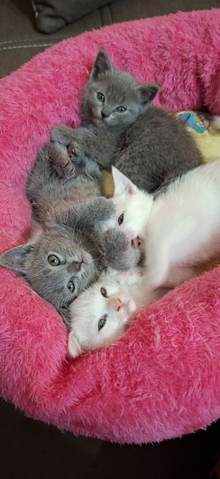 Скотиш Страйт. Котята