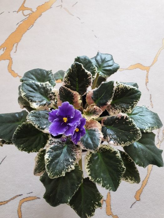 Цветущие фиалки сортовые