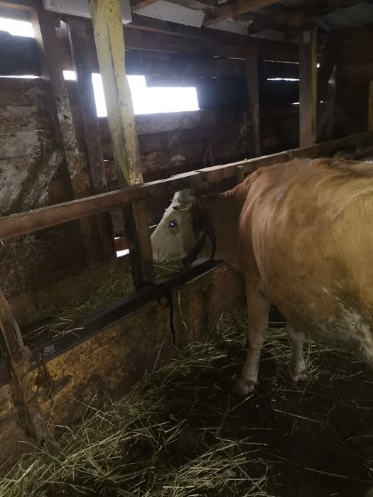 Vand vaca baltata romaneasca montata