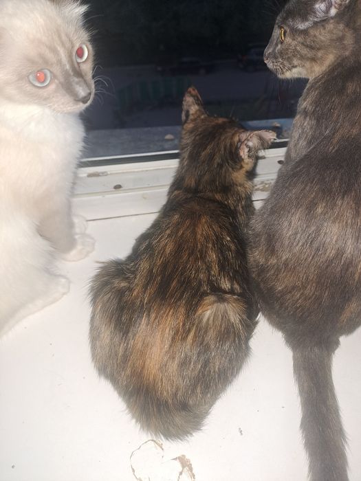 Отдам котят сиамский