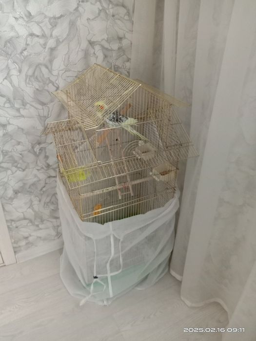 Продам попугай .