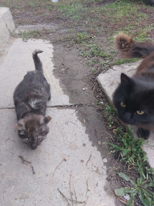 Отдам котенка в хорошие руки