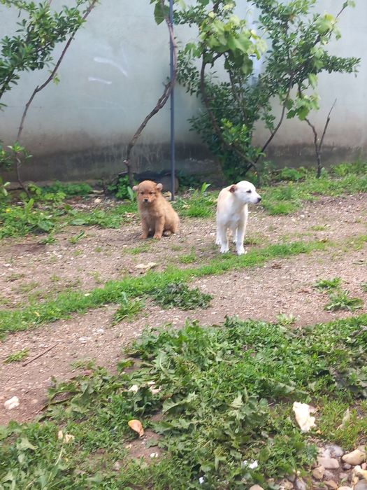 Donez cățeluși cuminți