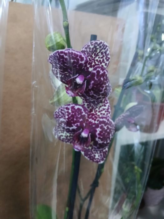 Орхидеи из Голландии