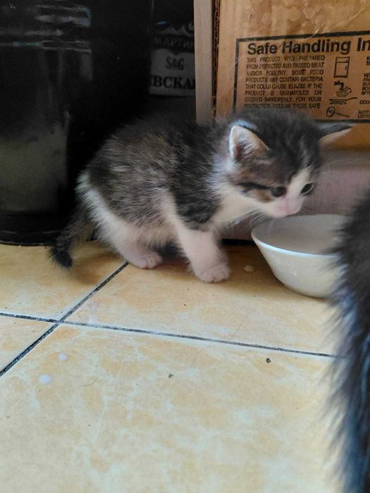 Отдам котят в хорошие руки