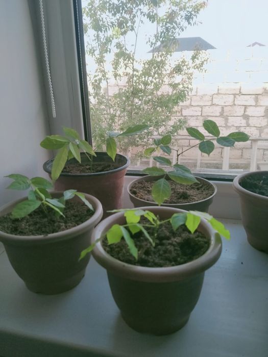 Продам споры белого гриба