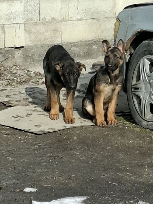 Продам девочку и мальчика