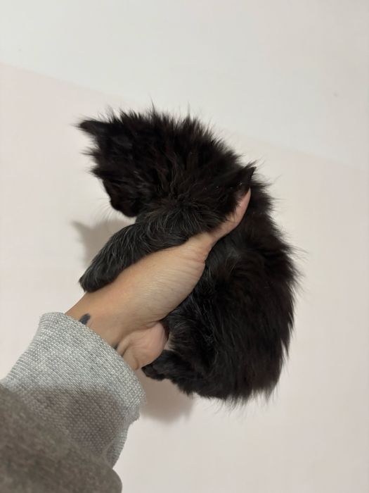 Котята ищут дом