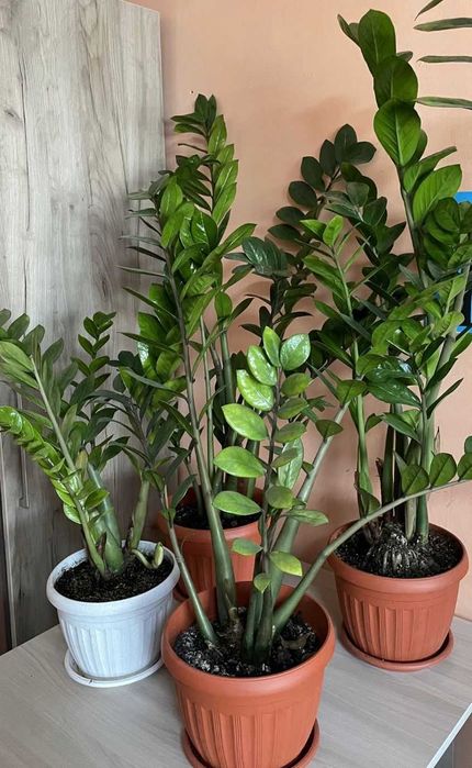 Долларовое дерево замиокулькас. Отлично подходит для подарка.