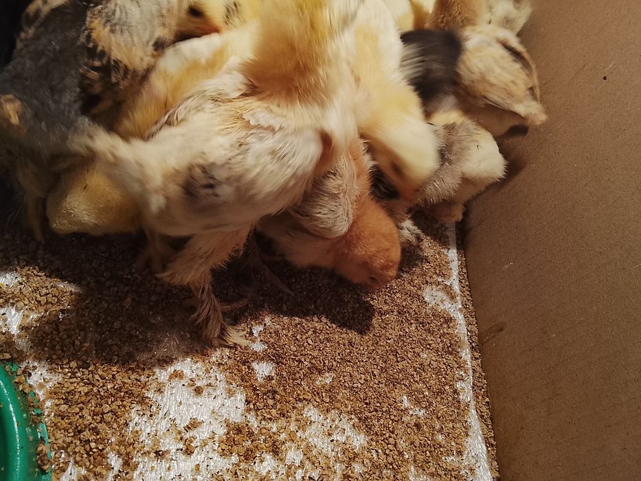 Цыплята брама...