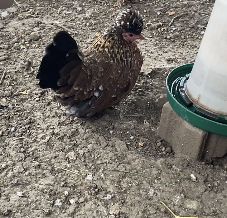 Vand oua din gaini pitice miniatura