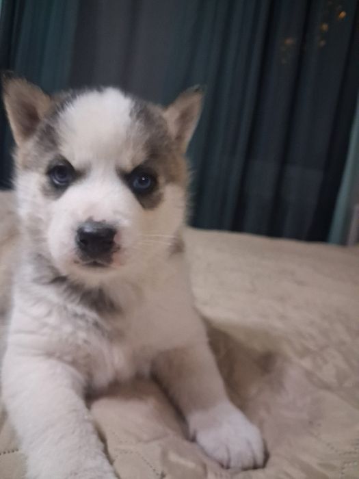 Щеночки Себирской хаски