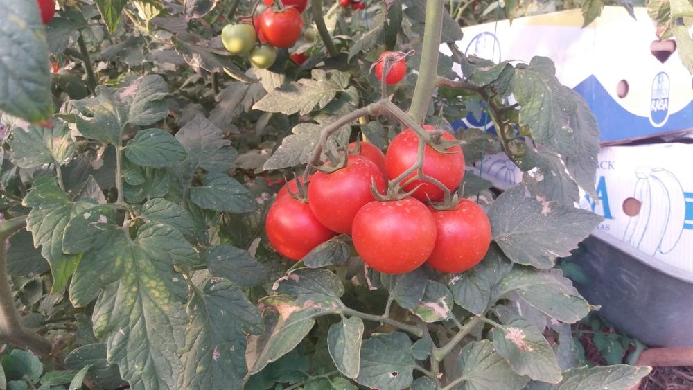 Vând rosii și castraveti