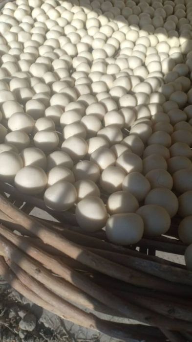 Құрт сатам продам курт