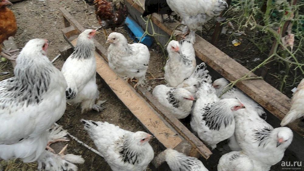 Продаются цыплята Брама