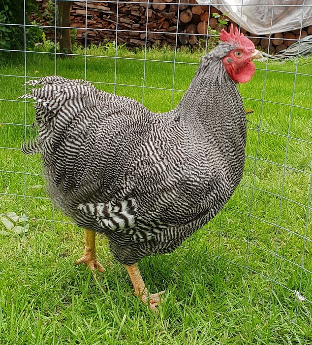 Куры плимутрок американский