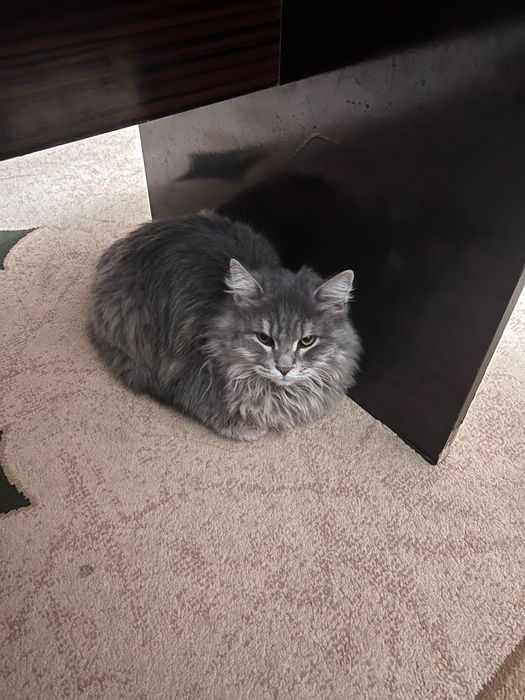 Сибирский кот продаётся