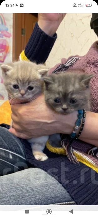 Шотланские 1,5месяцев .Приученны.