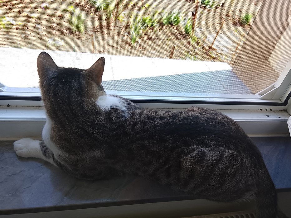 Dau pisică spre adopție