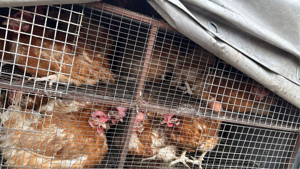 Куры несушки красные