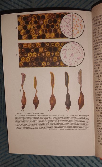 Учебник пчеловода