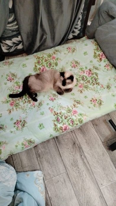 Отдам кошечку подростка в добрые руки сиамской породы