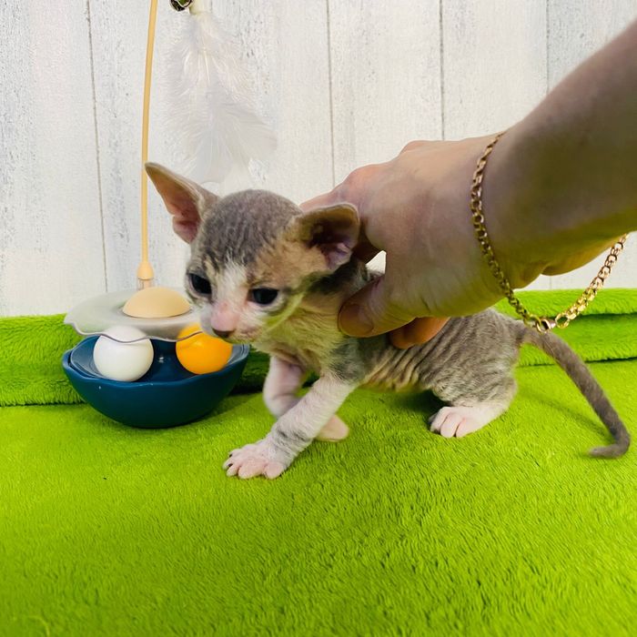 Мальчик донской сфинкс