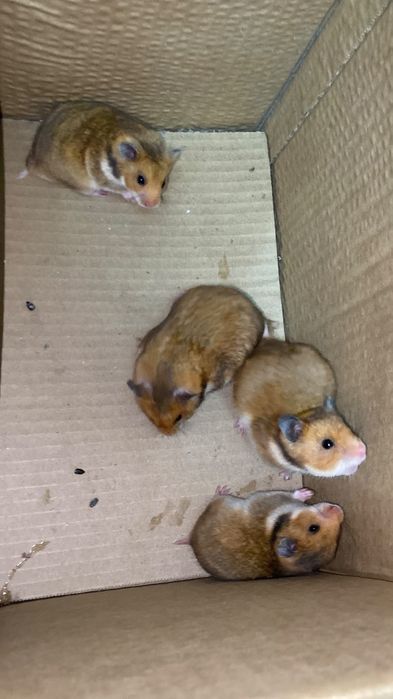Продам сирийских хомячков.две девочки и два мальчика.