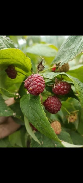 Дом 5 комнат, 80м2, 10 соток