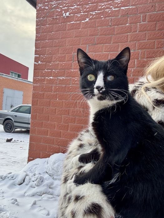 Котик ищет семью!