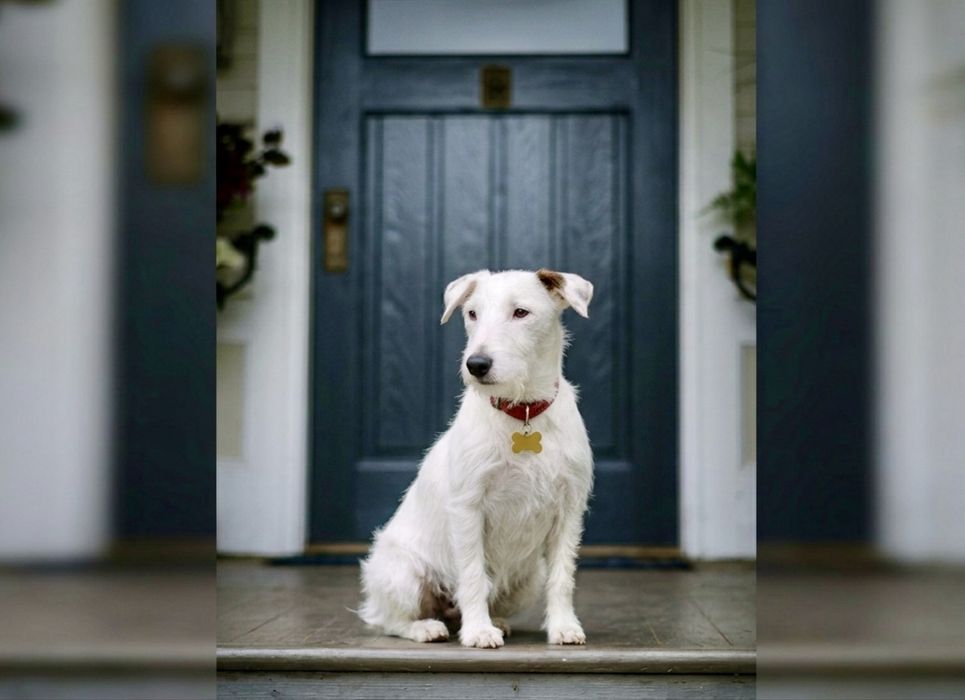 Буля — умная девочка с мягким характером