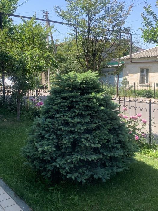 Бельгийский голубой ель¹