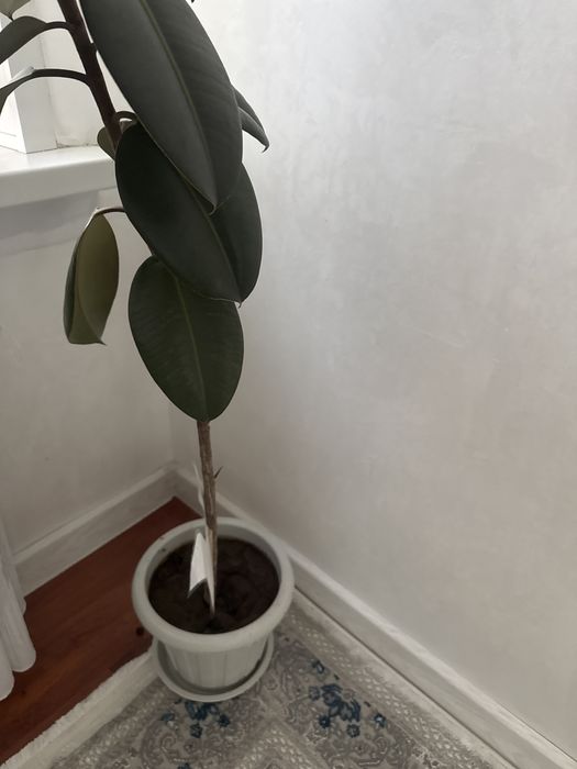 Расстения домой,дикор