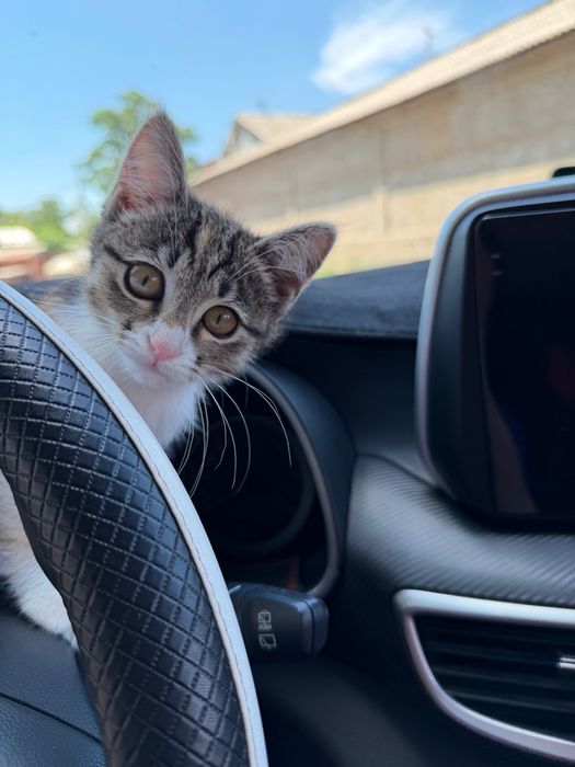 Котенок в добрые руки