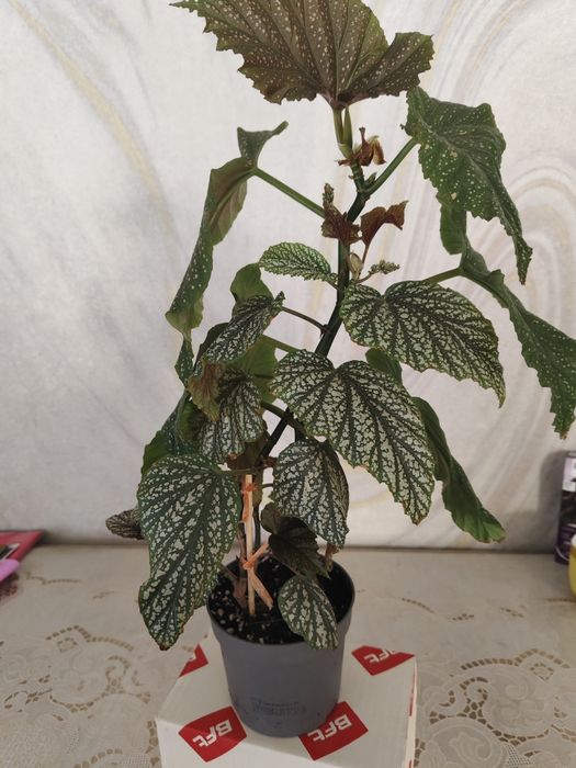 Цветы адаптировный