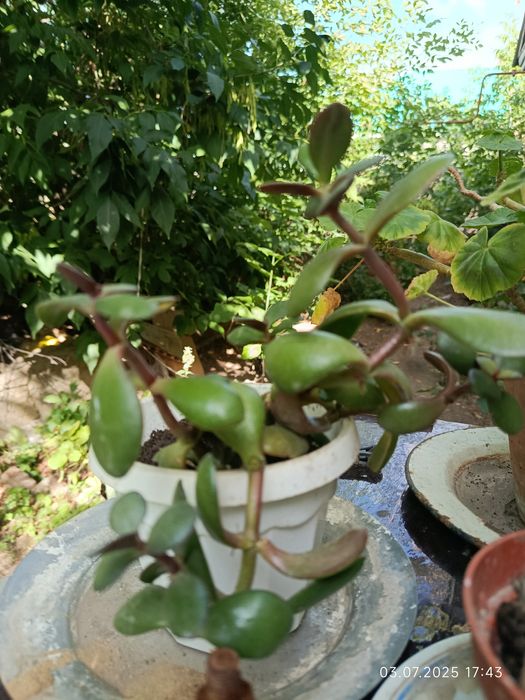 Цветок денежного дерева