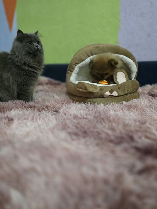 Померанский шпиц