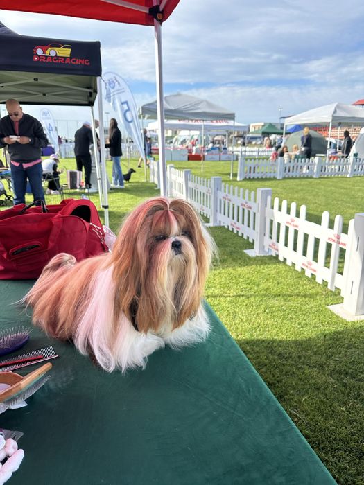 Shih Tzu Mini Toy Rasa Pura cu Pedigree