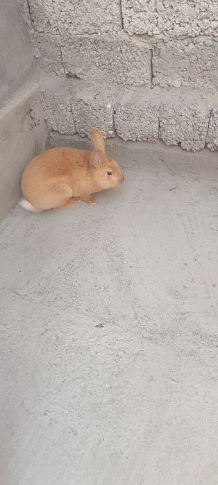 Продается Калефарнийские кролики