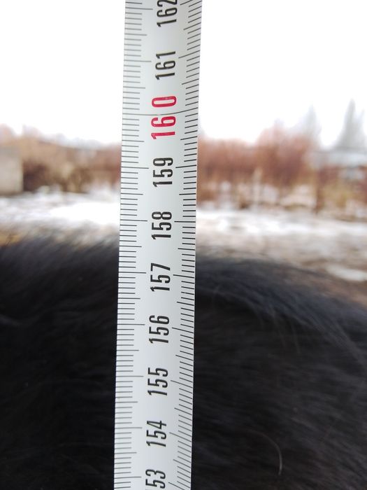 Айғыр 2021 құлыны...