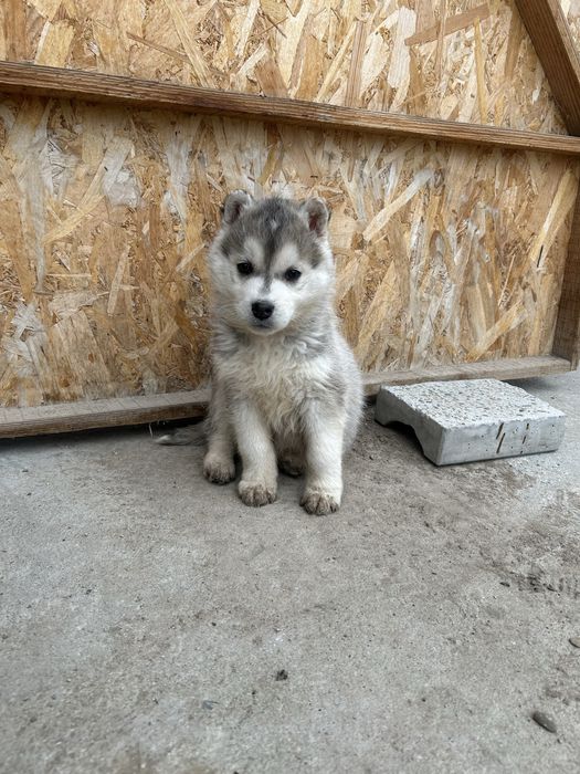 Pui husky siberian/malamut
