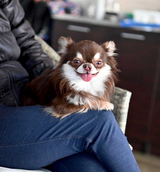 Мъжко мини чихуахуа шокладов тен на две години с тегло 2 кг