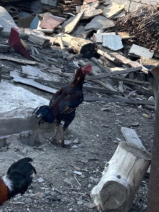 Продам бойцовского петуха