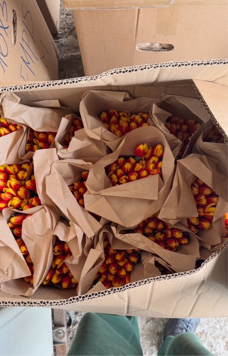 Тюльпаны к 8 марта оптом