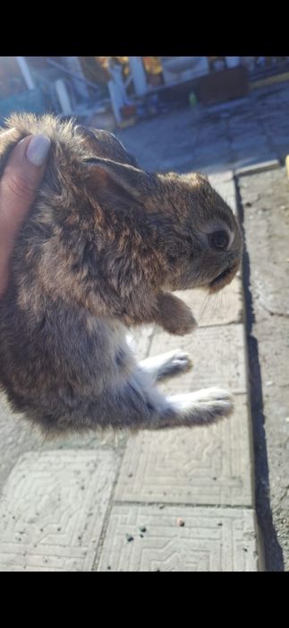 Продам крольчат помесь